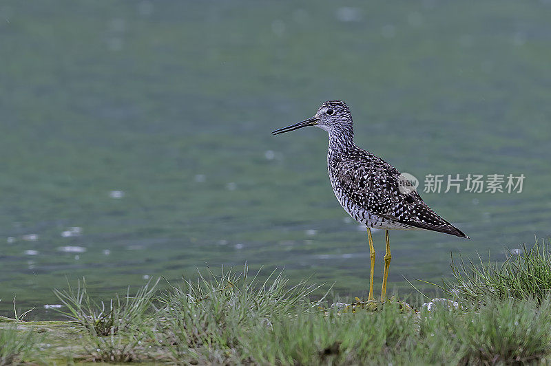 小黄腿(Tringa flavipes)是一种中型滨鸟。在阿拉斯加库卡克湾卡特迈国家公园的海滩上。